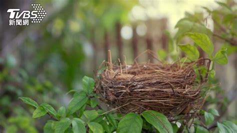 鳥巢怎麼處理|【家有鳥巢怎麼辦】家有鳥巢別慌張！專家教你與鳥兒。